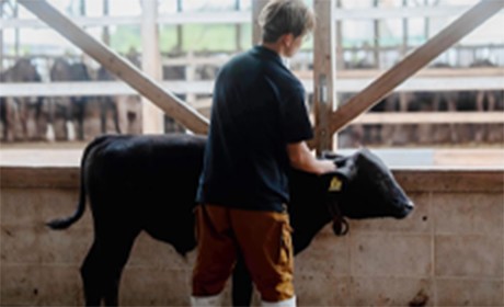 牛舎修繕等環境整備/肥育牛管理