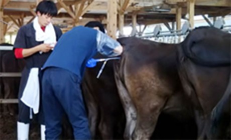 人口受精/受精卵移植/エコーによる妊娠鑑定/採卵業務